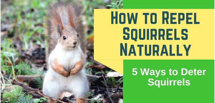 How to Repel Squirrels From Garden Inspirational How to Repel Squirrels From Garden