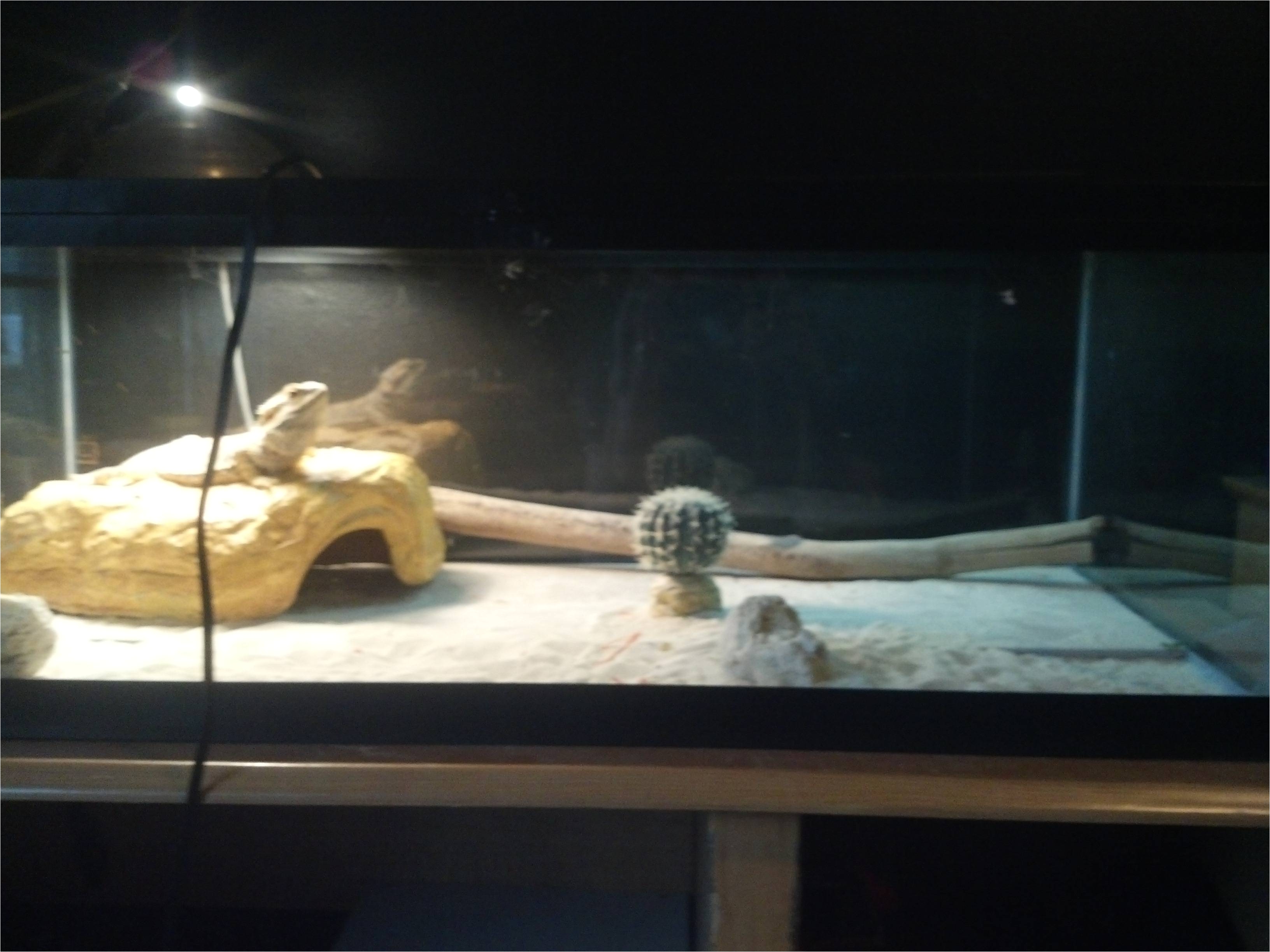 does my bearded dragon s cage setup look up to par