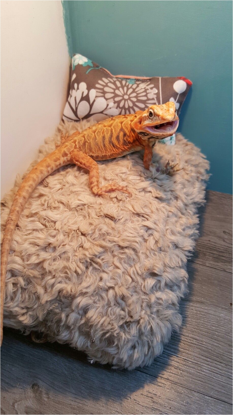 Bearded Dragon Viv Flooring Www Ksmsdragonlandings Com Custom Made Bearded Dragon Hammocks