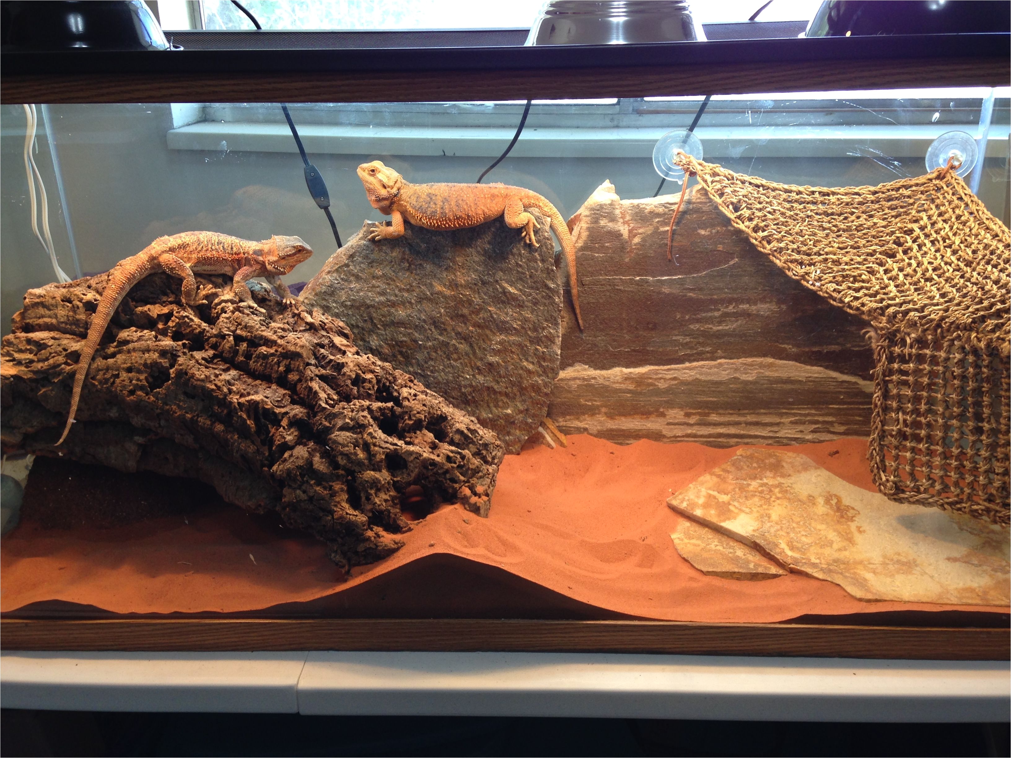how to decorate your bearded dragon s terrarium and choose roommates the smart way