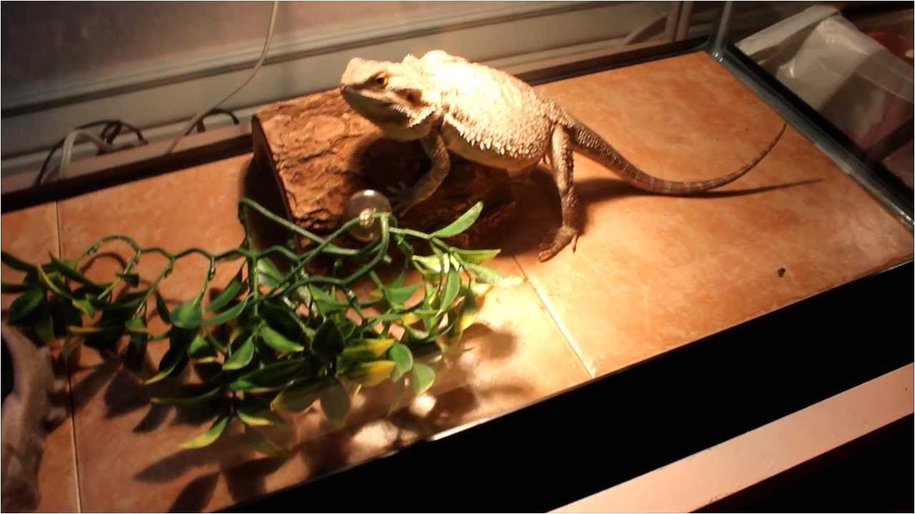 Bearded Dragon Vivarium Flooring Using Tile In Reptile Cages Youtube