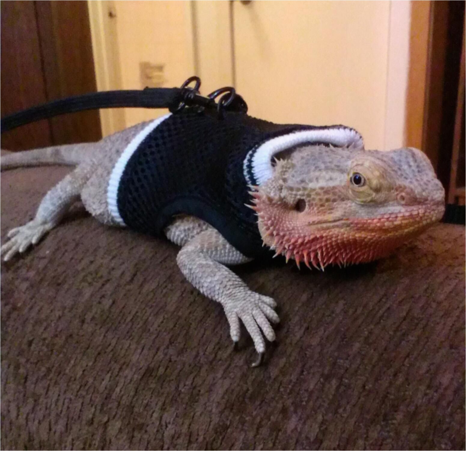 chase a 3 year old male bearded dragon isn t amused by his new harness