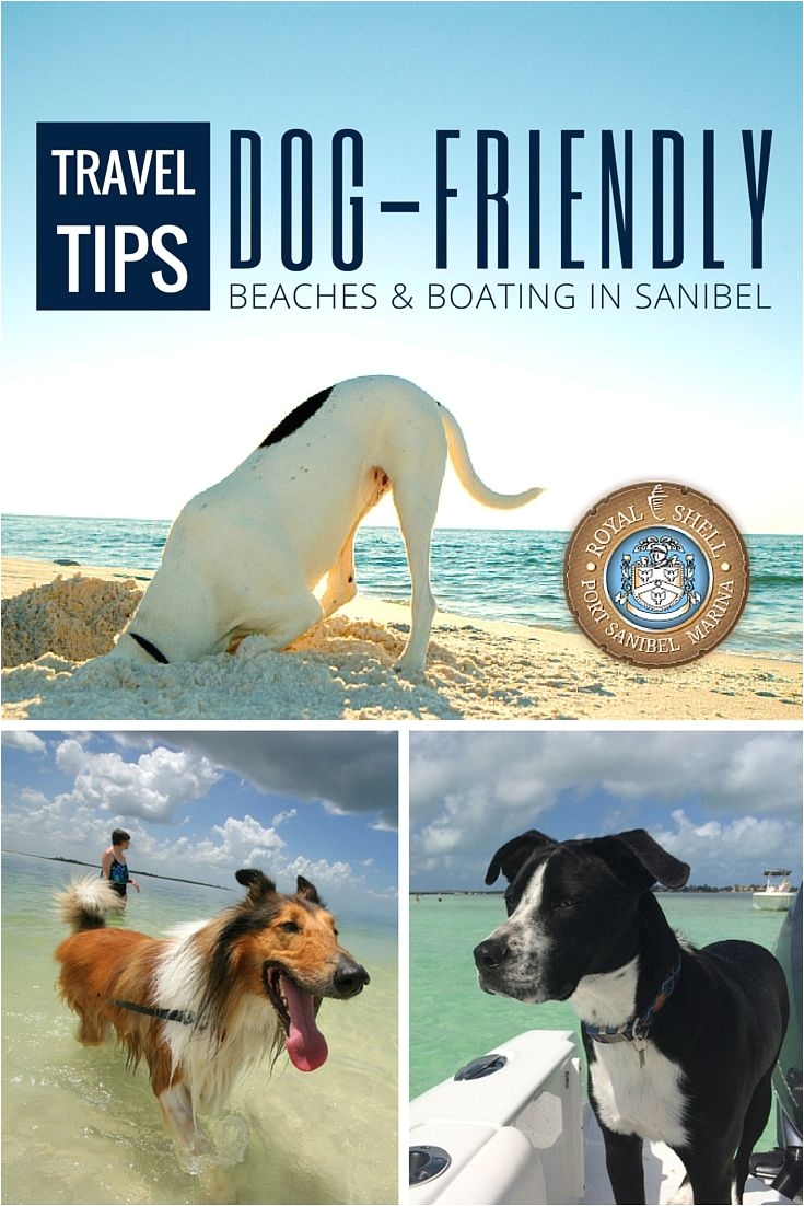 bring your dog on vacation to florida enjoy dog friendly beaches boating