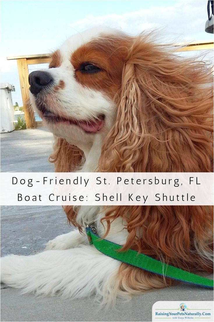 dog friendly boat cruise shell key shuttle