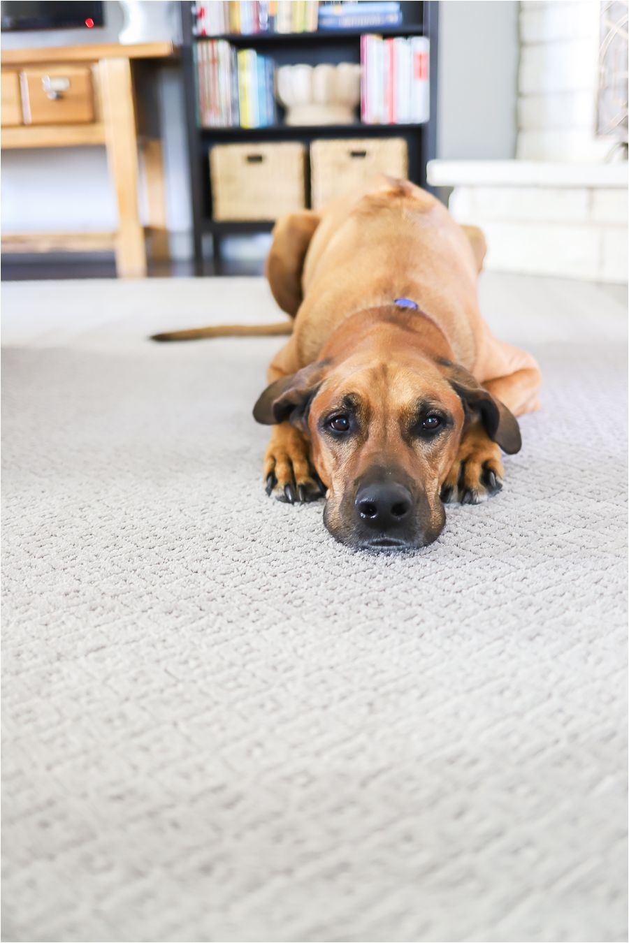 petproof from the home depot is the best pet friendly carpet