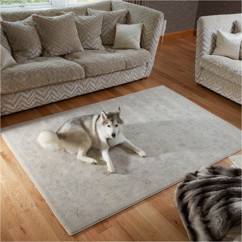 which rug is best for dog owners find out here in our rug care guide