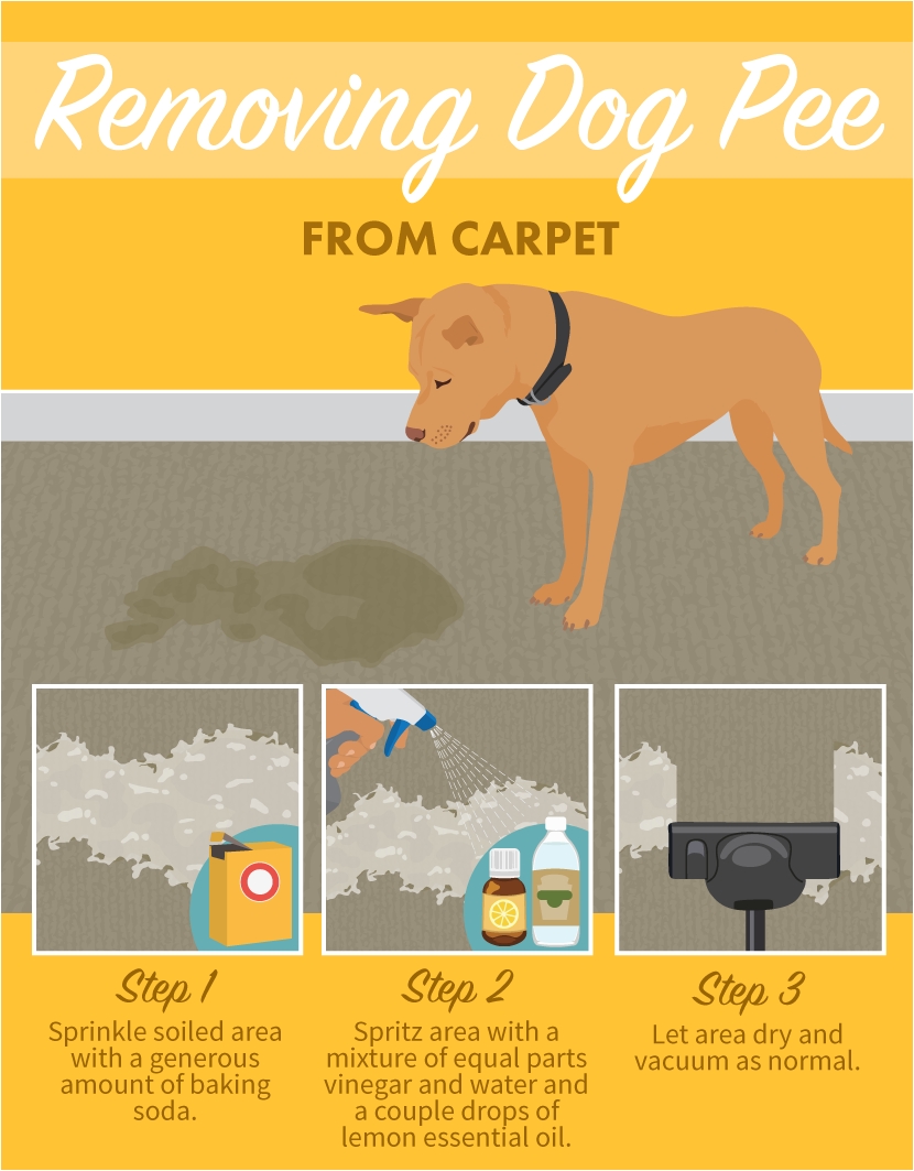it happens to us dixie parents even to the most well trained removing dog pee from carpets stain removal