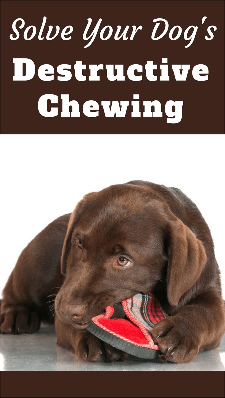 learn how to stop a puppy or dog from chewing in this information packed article with