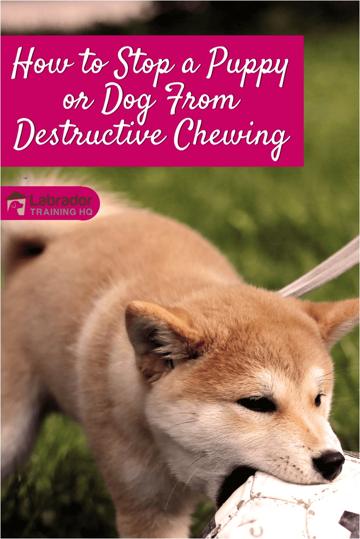 learn how to stop a puppy or dog from chewing in this information packed article with