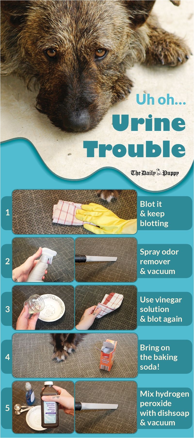 if traces of urine odor remain on your carpet from an unfortunate accident that odor may signal to your pet that this is where you go