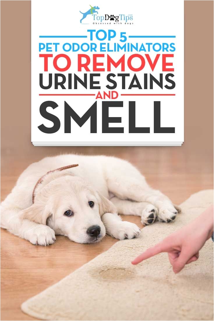 top best pet odor eliminators for removing dog urine smell it s likely that house training