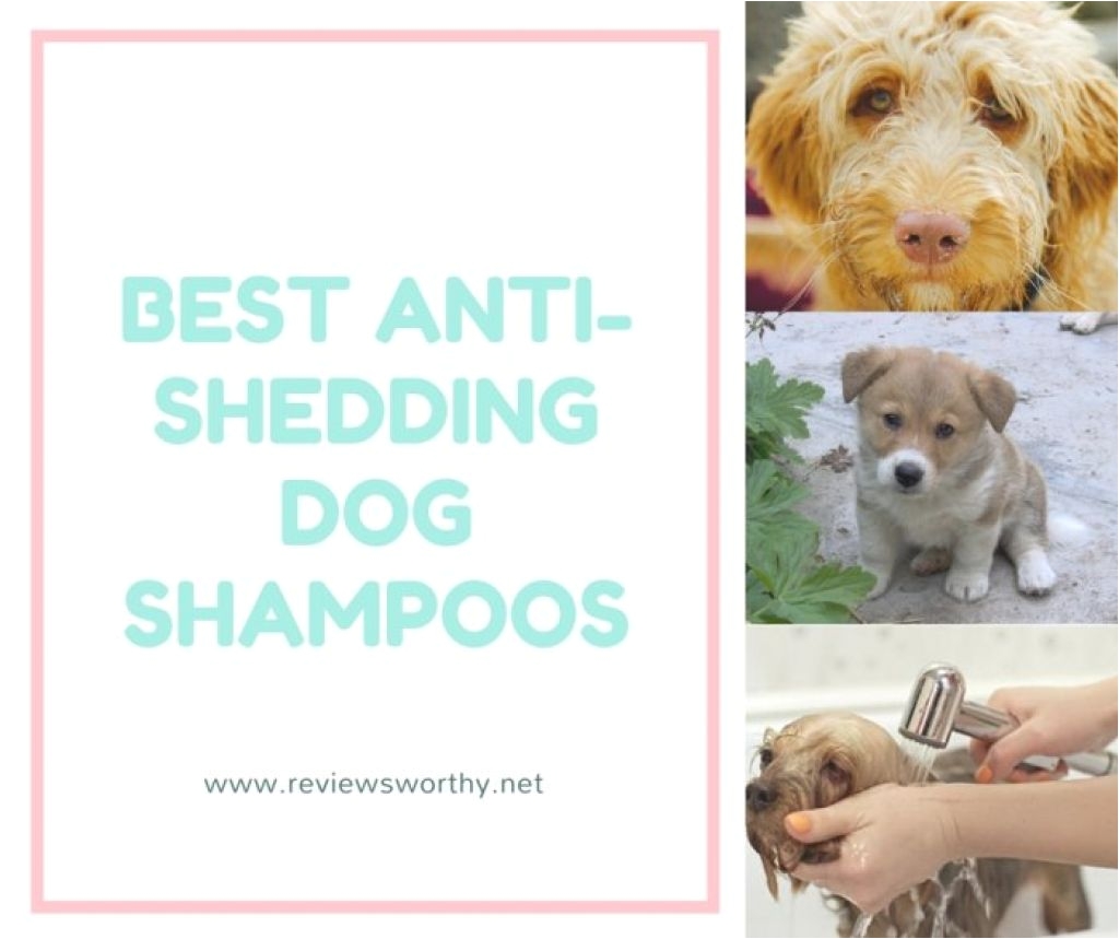 Best Rugs for Shedding Dogs Best Dog Shedding Shampoo today 2018 Buying Guide