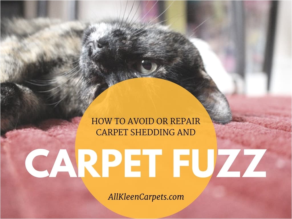 carpet fuzz and shedding seattle wa