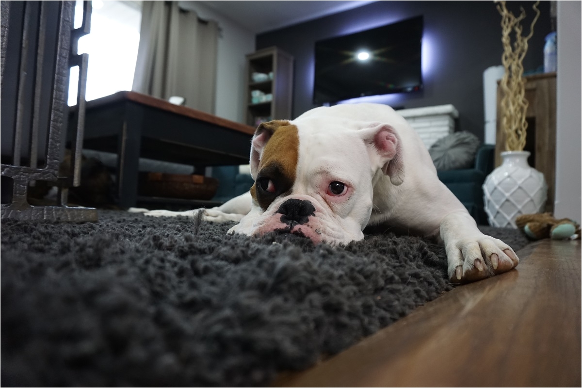 whether you re the proud parent of one tail wagging four legged friend or a whole pack of them it s not uncommon for dog owners to notice a distinct odor