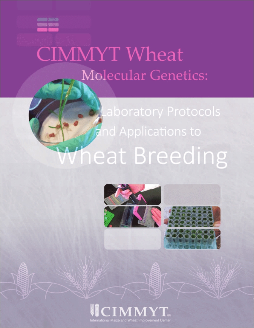 pdf cimmyt wheat molecular genetics