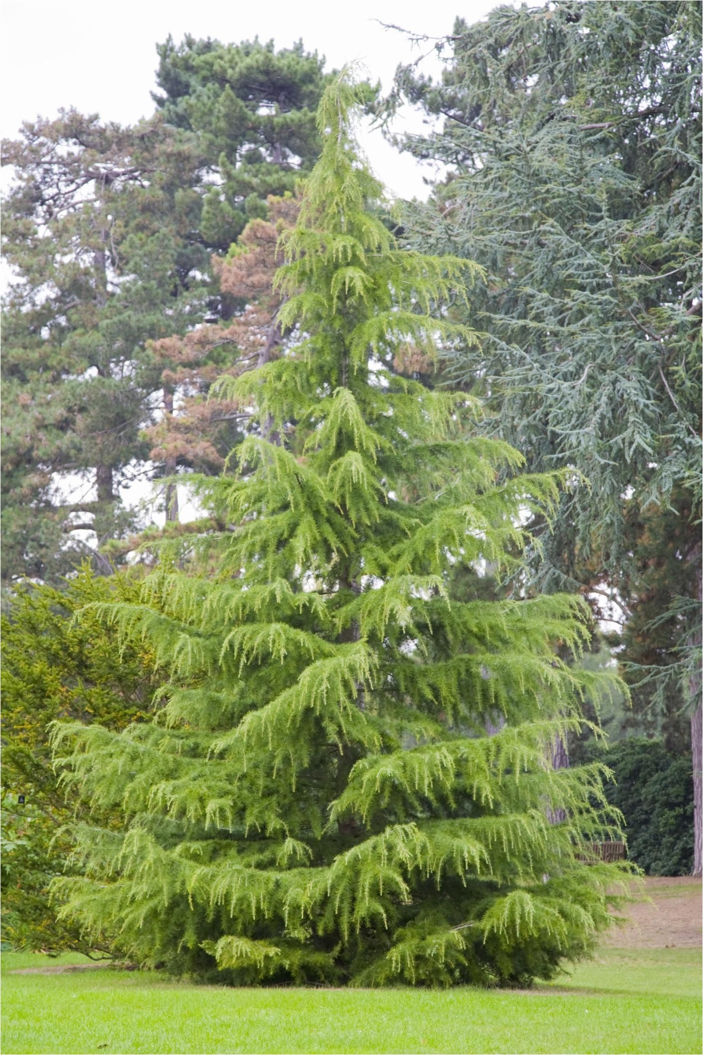 the deodar cedar is an evergreen conifer tree that is favored for its weeping habit it is often used as a specimen tree and to line streets