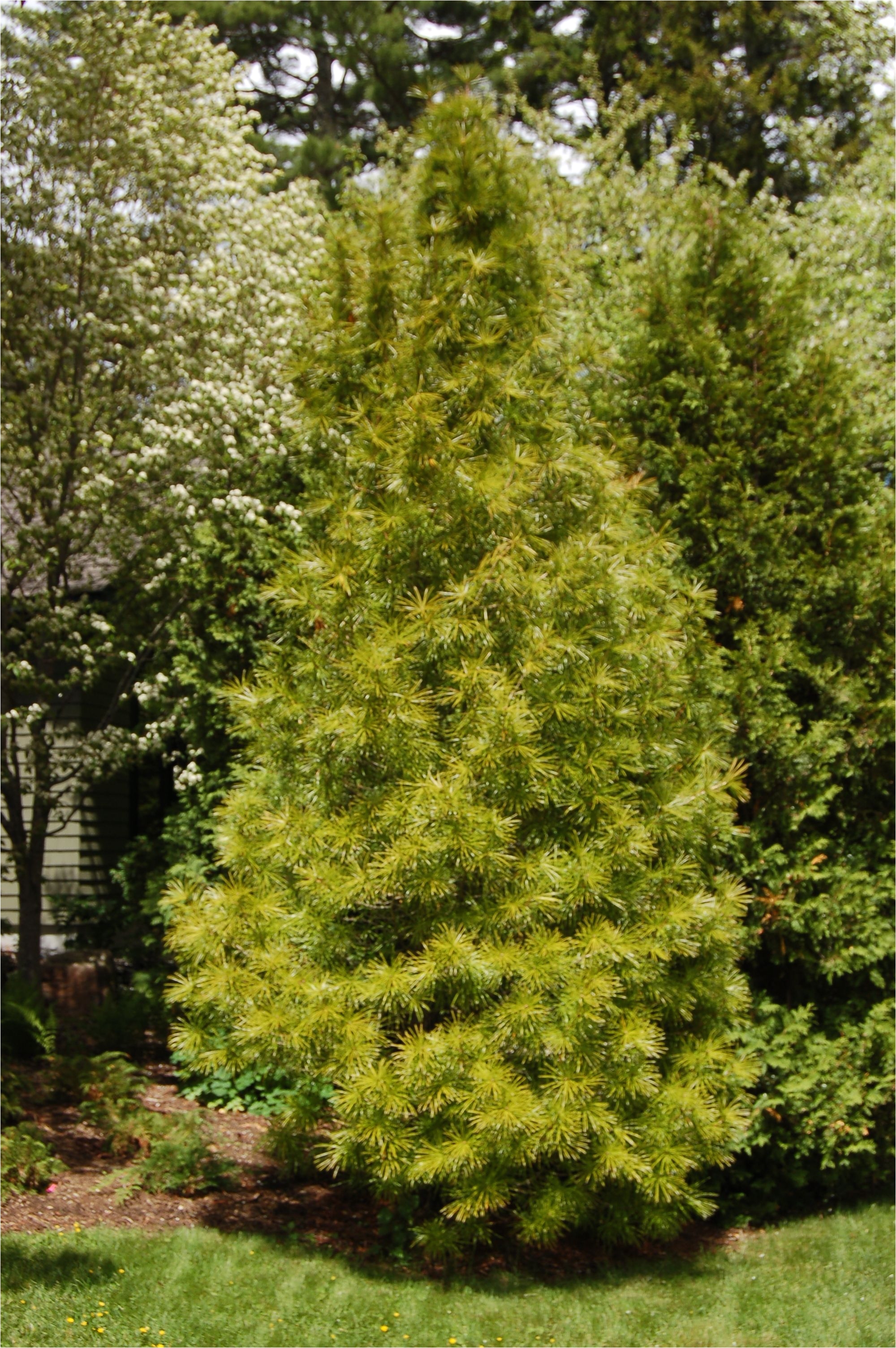 a japanese umbrella pine tree at the asticou azalea garden northeast harbor maine