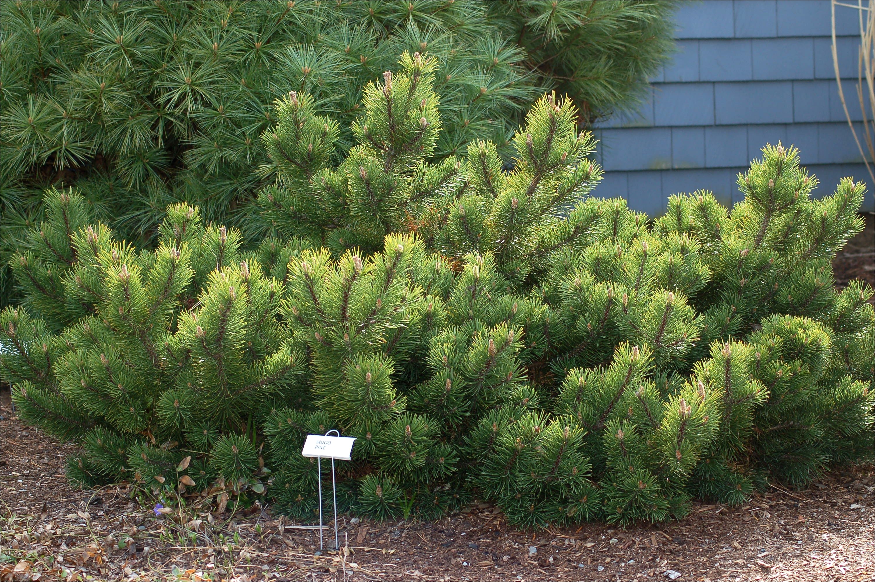 mugo pine shrub big 56a588f15f9b58b7d0dd4651 jpg