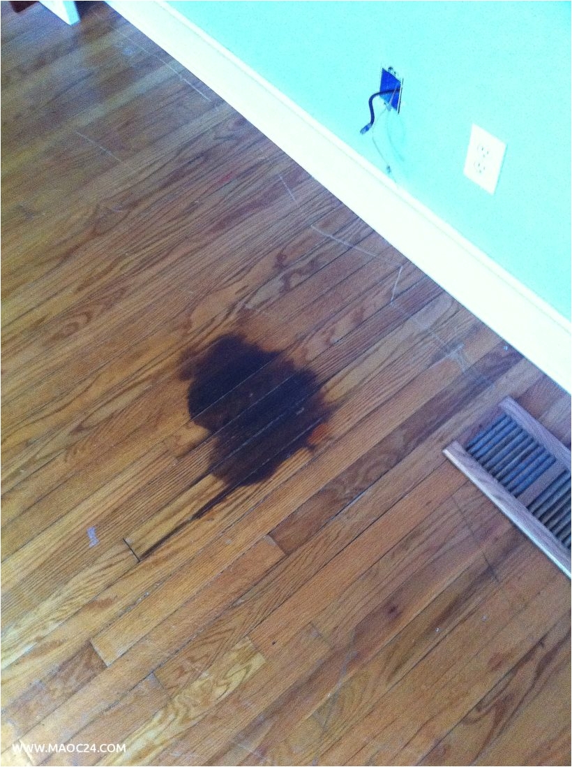 Dog Pee Stain On Wood Floor Beautiful Pet Stains On Wood Floors Gallery Home Floor Plans