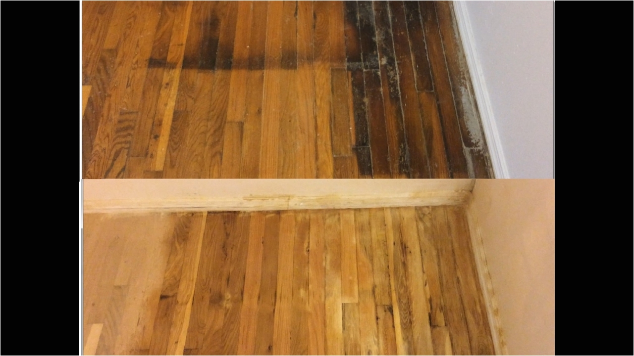 stunning how to remove pet urine stains from wood floors guaranteed pic for staining hardwood dark