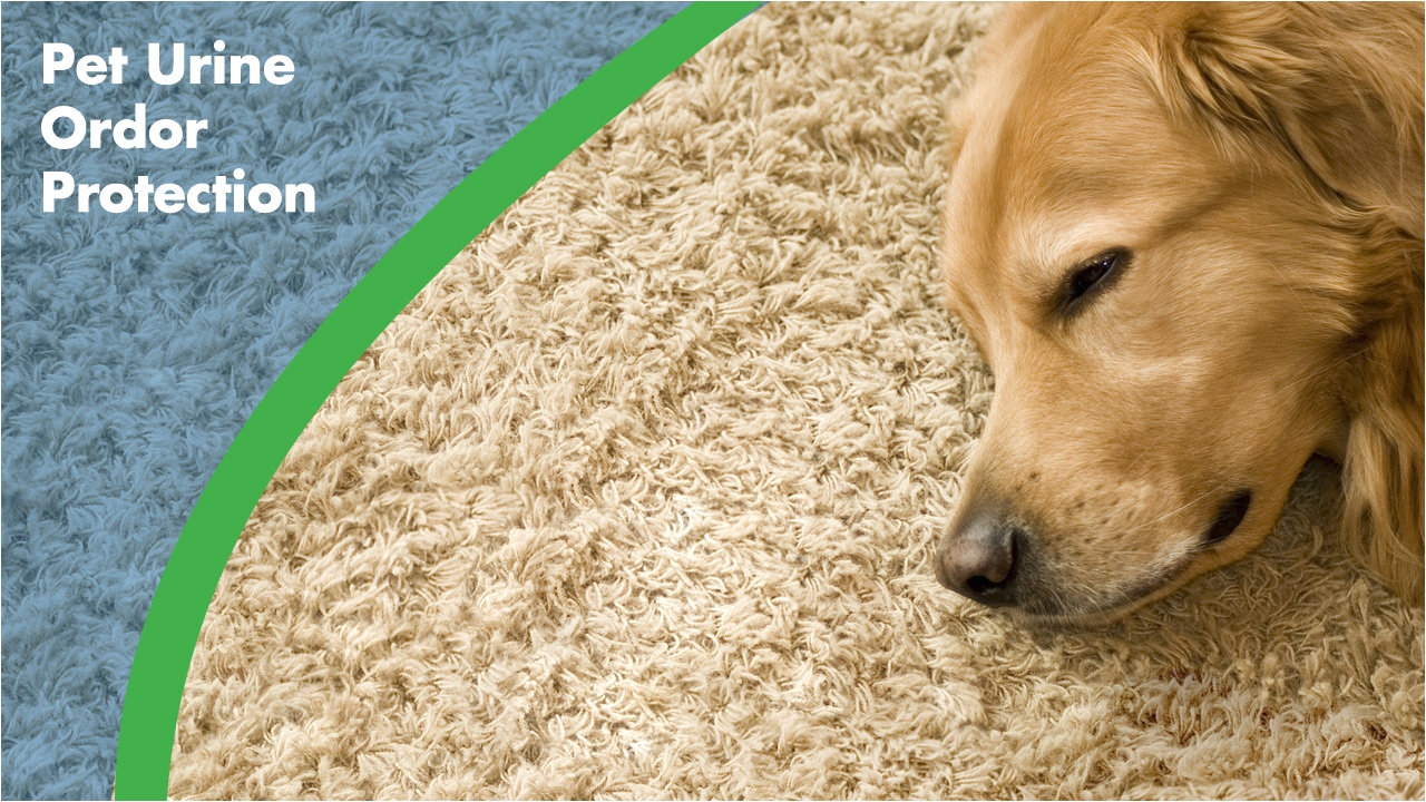 pet odor removal by chem dry of madison