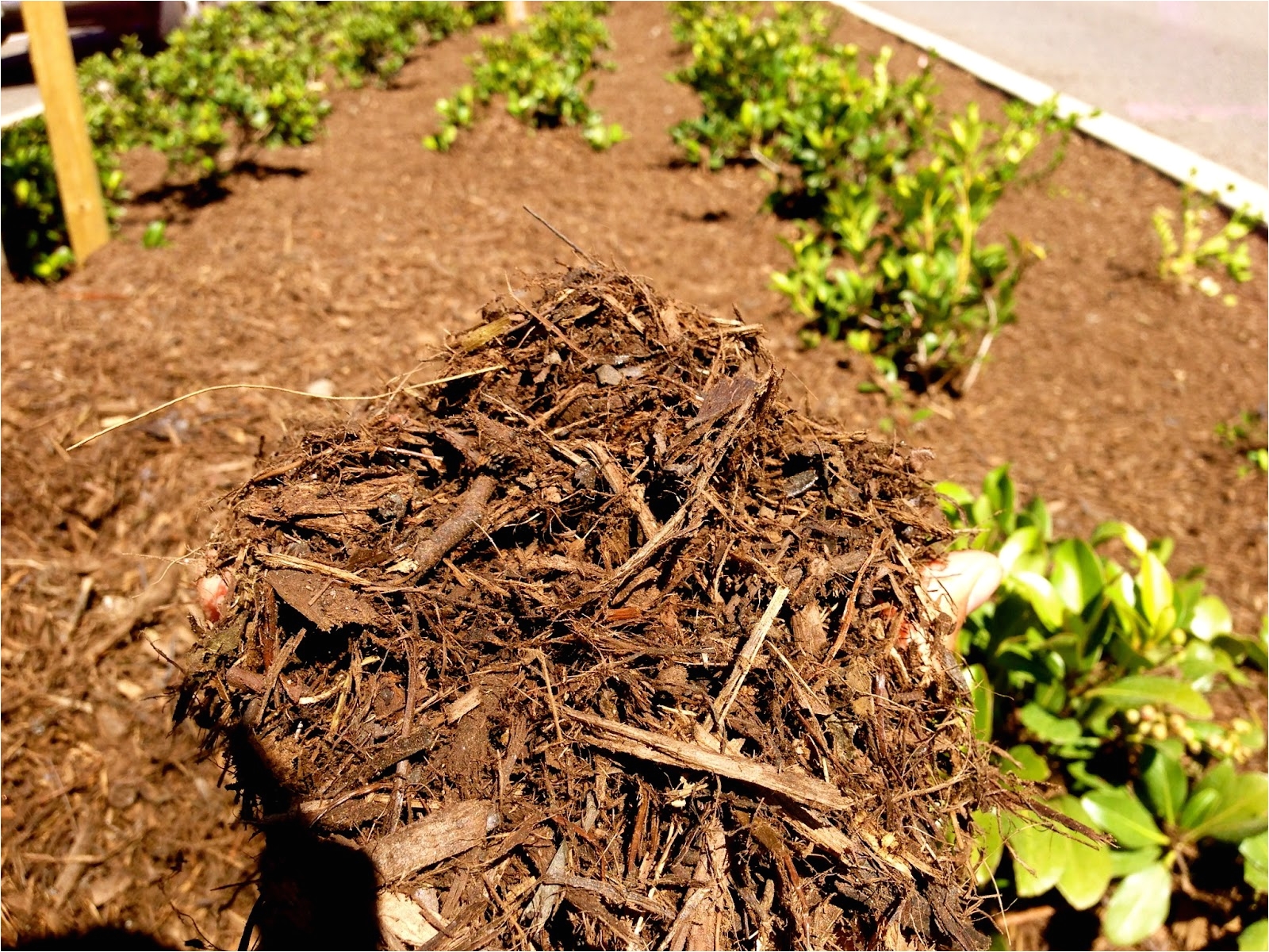 our forest floor mulch being blown in the medians in the city of mission viejo all of our products are organic and sta certified