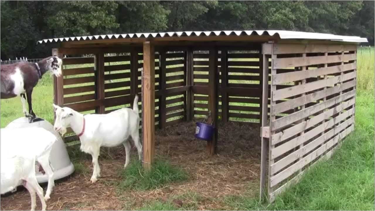 our goat shelter using free pallets