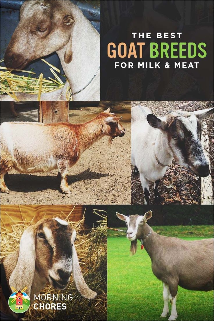18 best goat breeds for milk and meat production