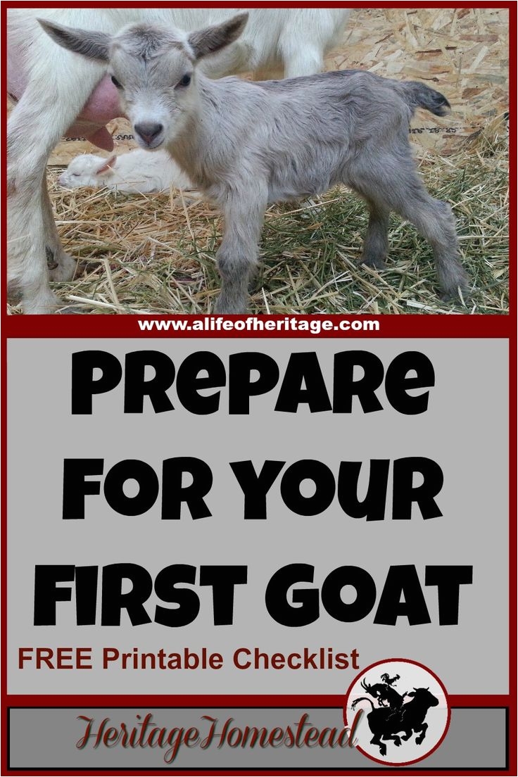 Goat Hay Rack 164 Best Goats Images On Pinterest Goat Farming Raising Goats and