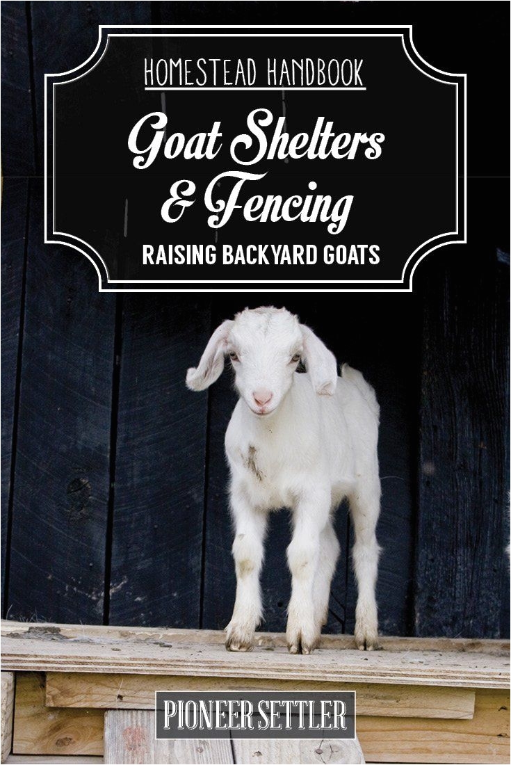 hh raising backyard goats chapter2