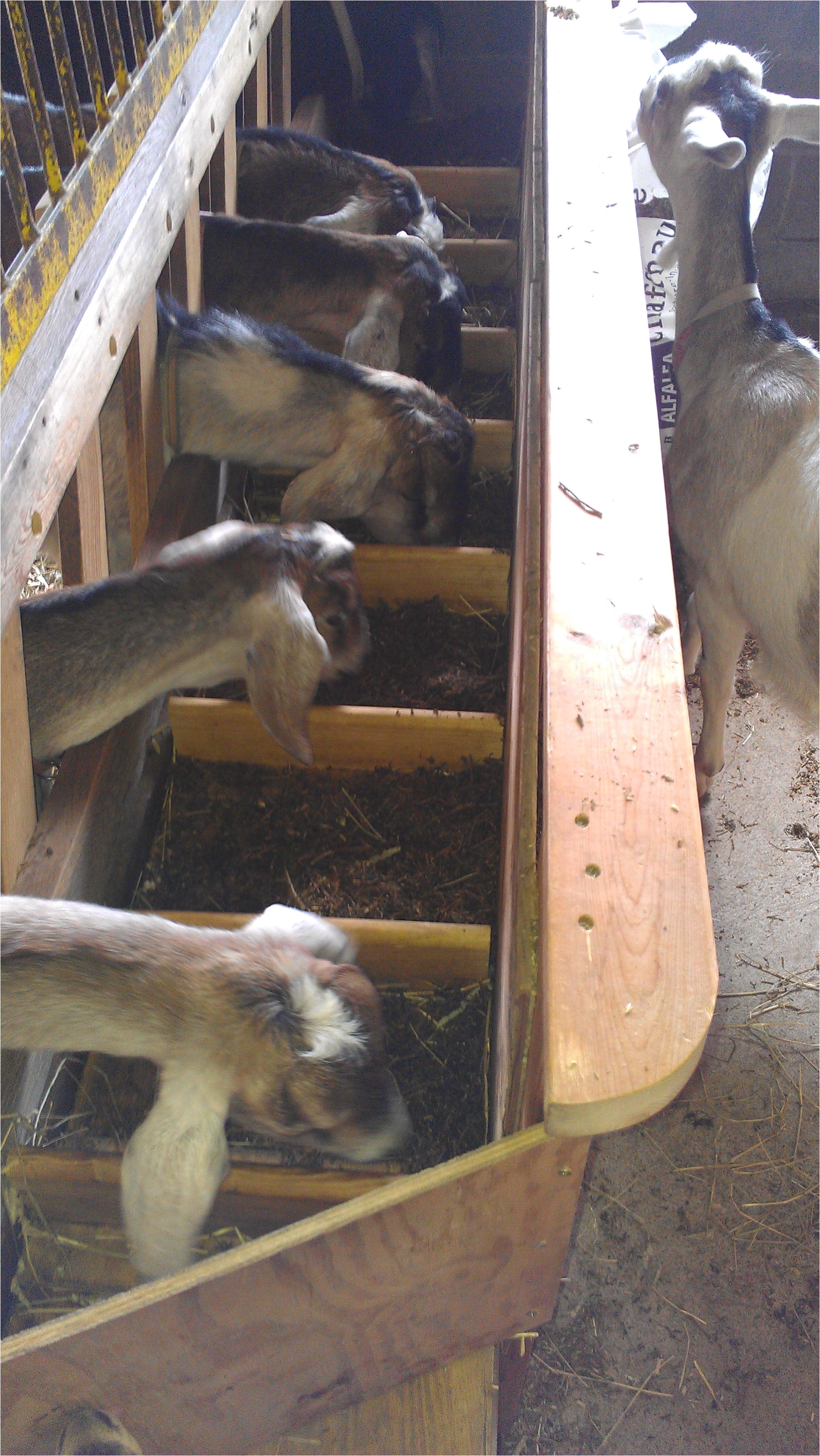 nice design to this person s homemade goat feeder with dividers spacing allows the goats to reach feed or hay while preventing parasite contamination from