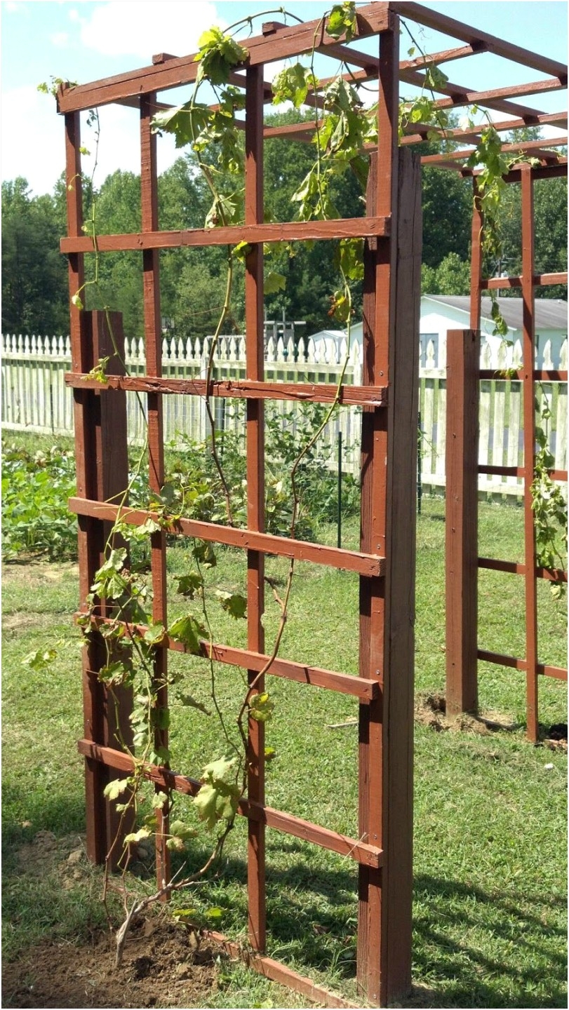 garden fence grapevine trellis
