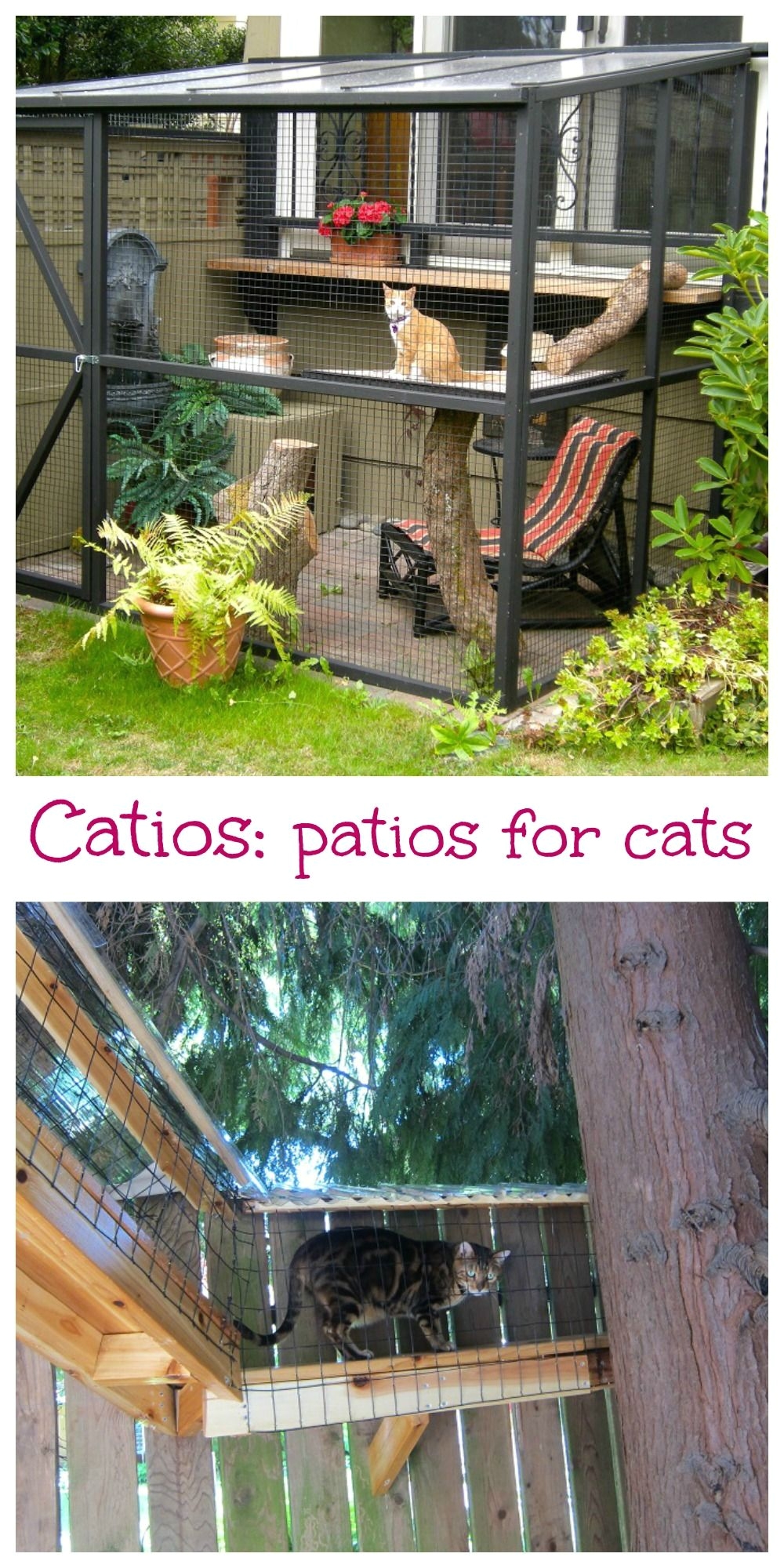 there s a new trend since she sheds for outdoor decorating catios a patio for your cat these enclosed cages let your cats run around outside in your