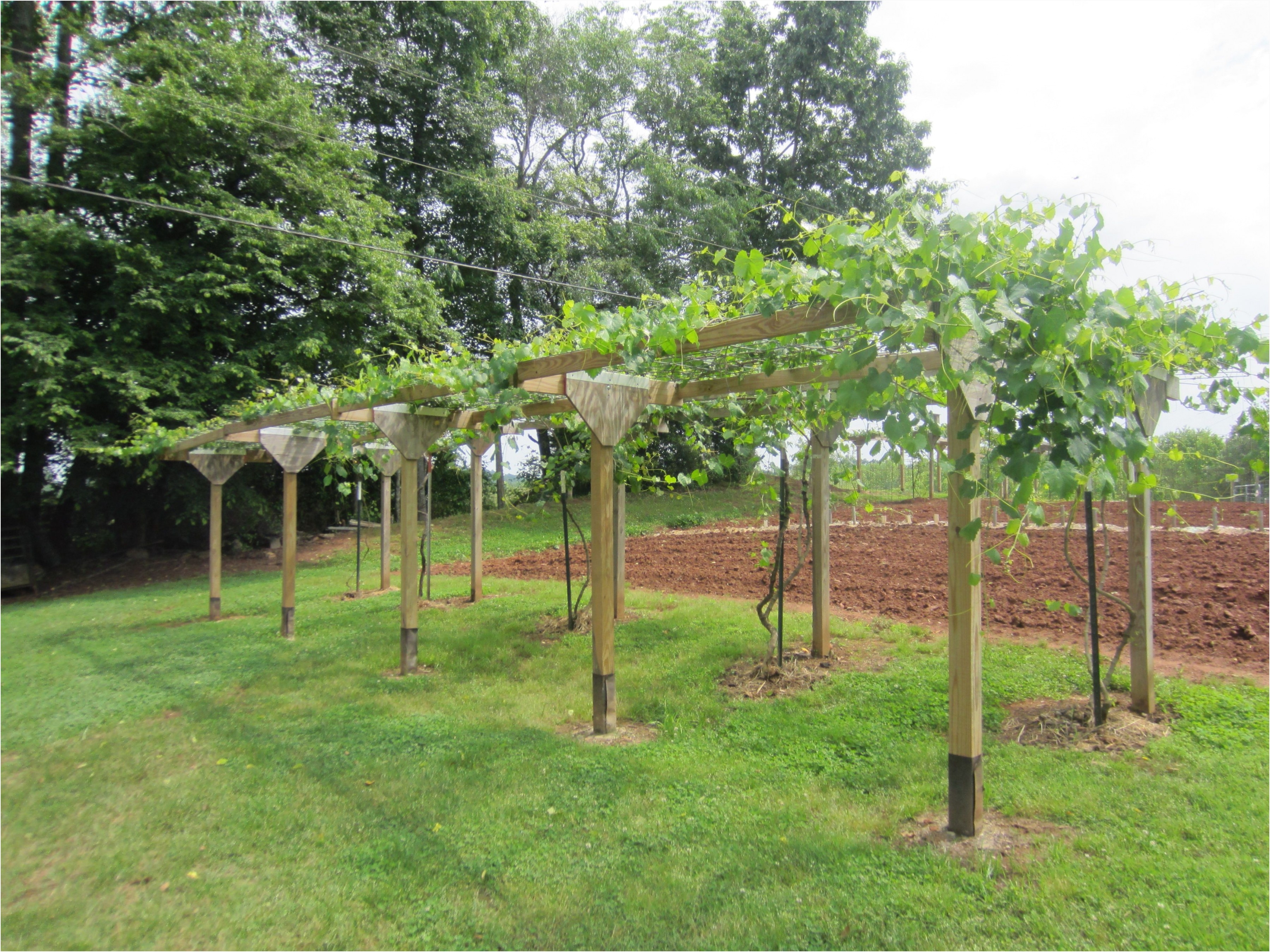 muscadine type grape arbor plete with spigots at each vine each