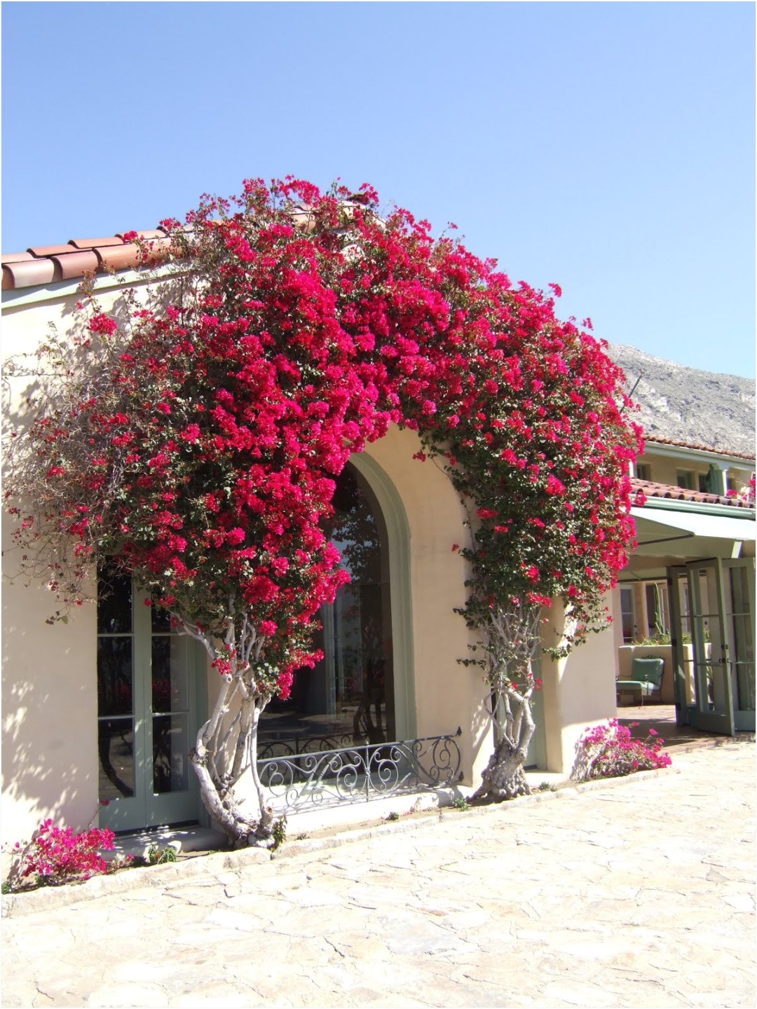 bougainvillea trellis ideas elegant bouganvilla arch i wish i could do this in my backyard i would