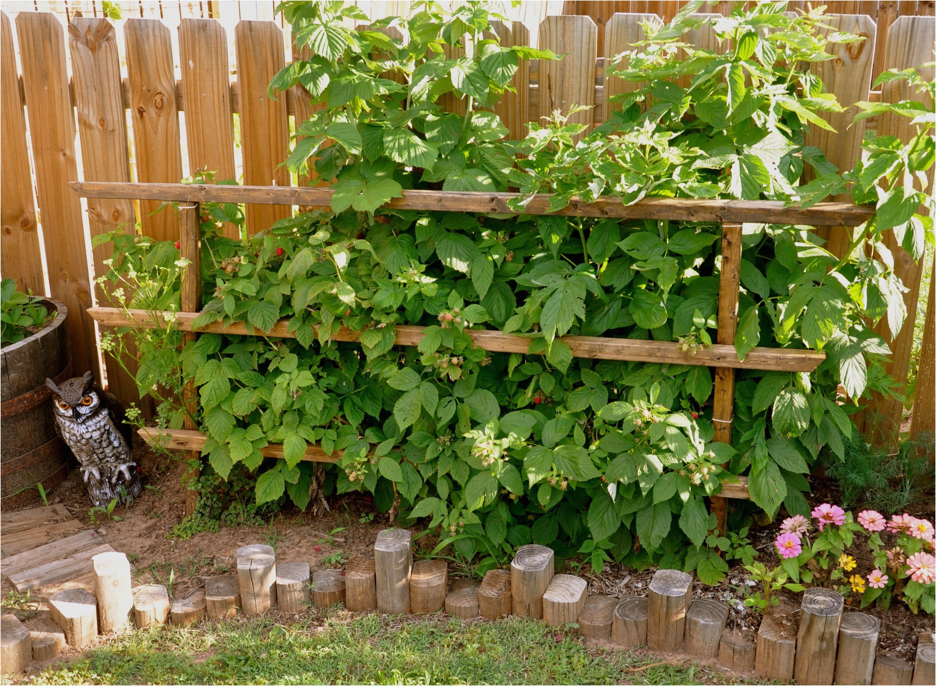 blackberry trellis