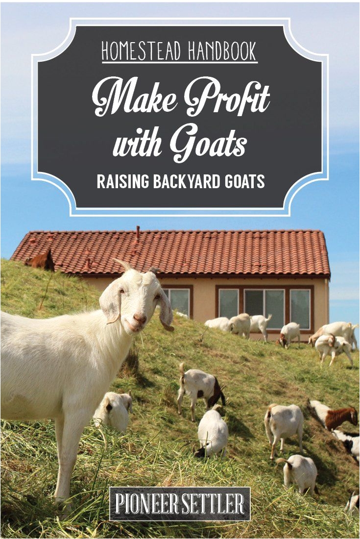 hh raising backyard goats chapter9