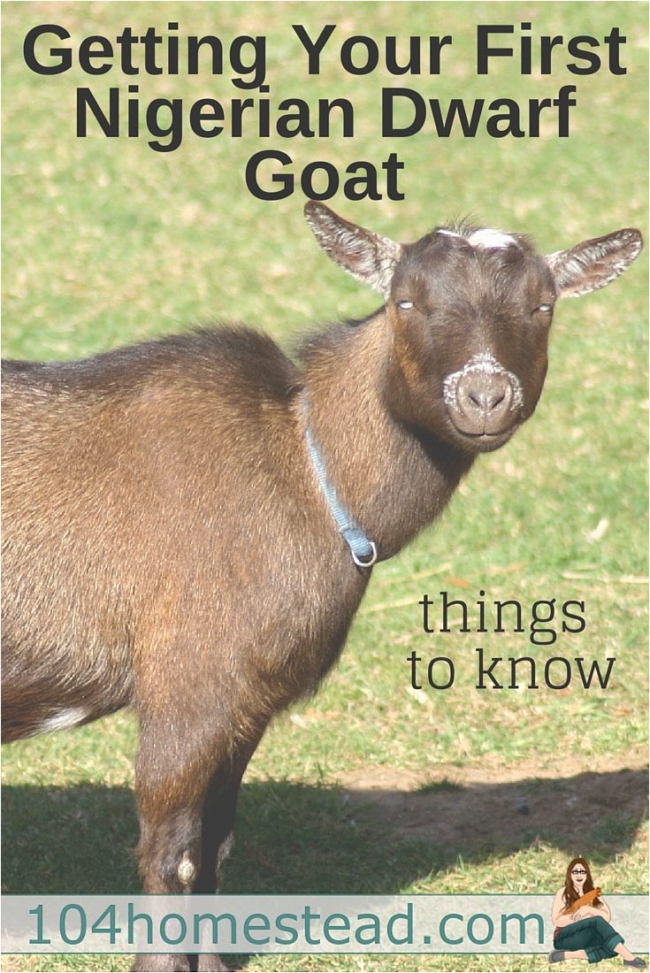 ever since the decision to get nigerian dwarf goats for our homestead i ve been asking a lot of questions i figured you might have the same questions