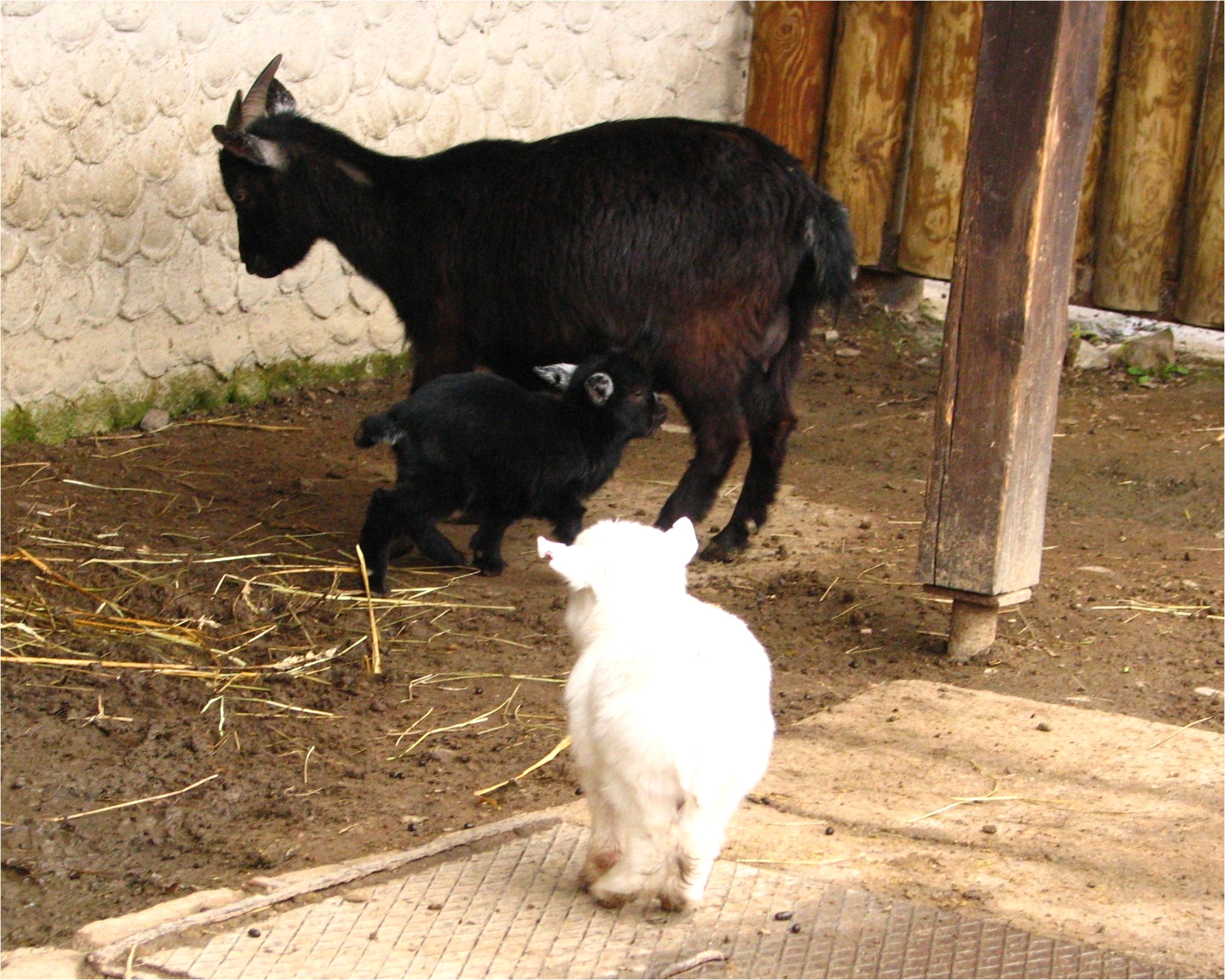 pygmy goat 03 zoo dvur kralove jpg