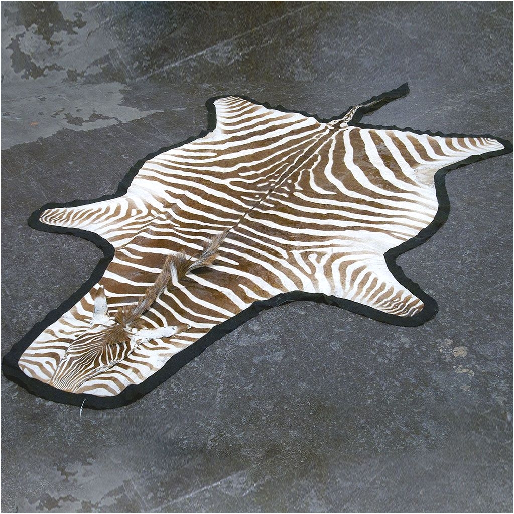 taxidermy zebra skin rug full hide mounted on black felt condition good mid 20th century 5 6 x 8 4