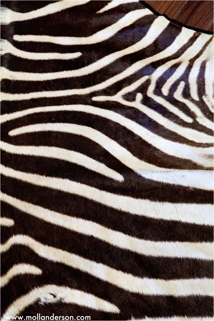zebra rug for alexis office