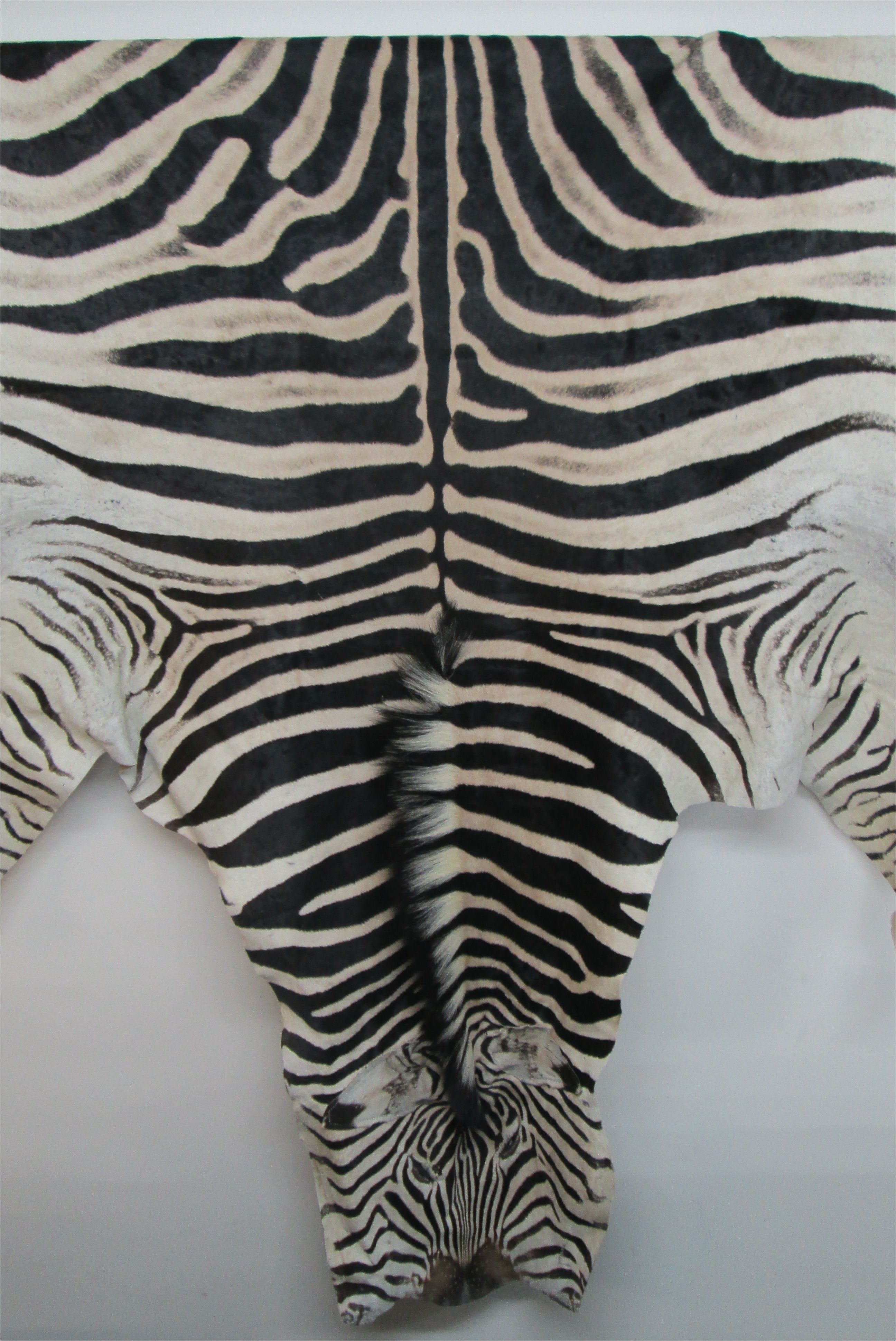 nz leather suppliers auckland new zealand genuine zebra