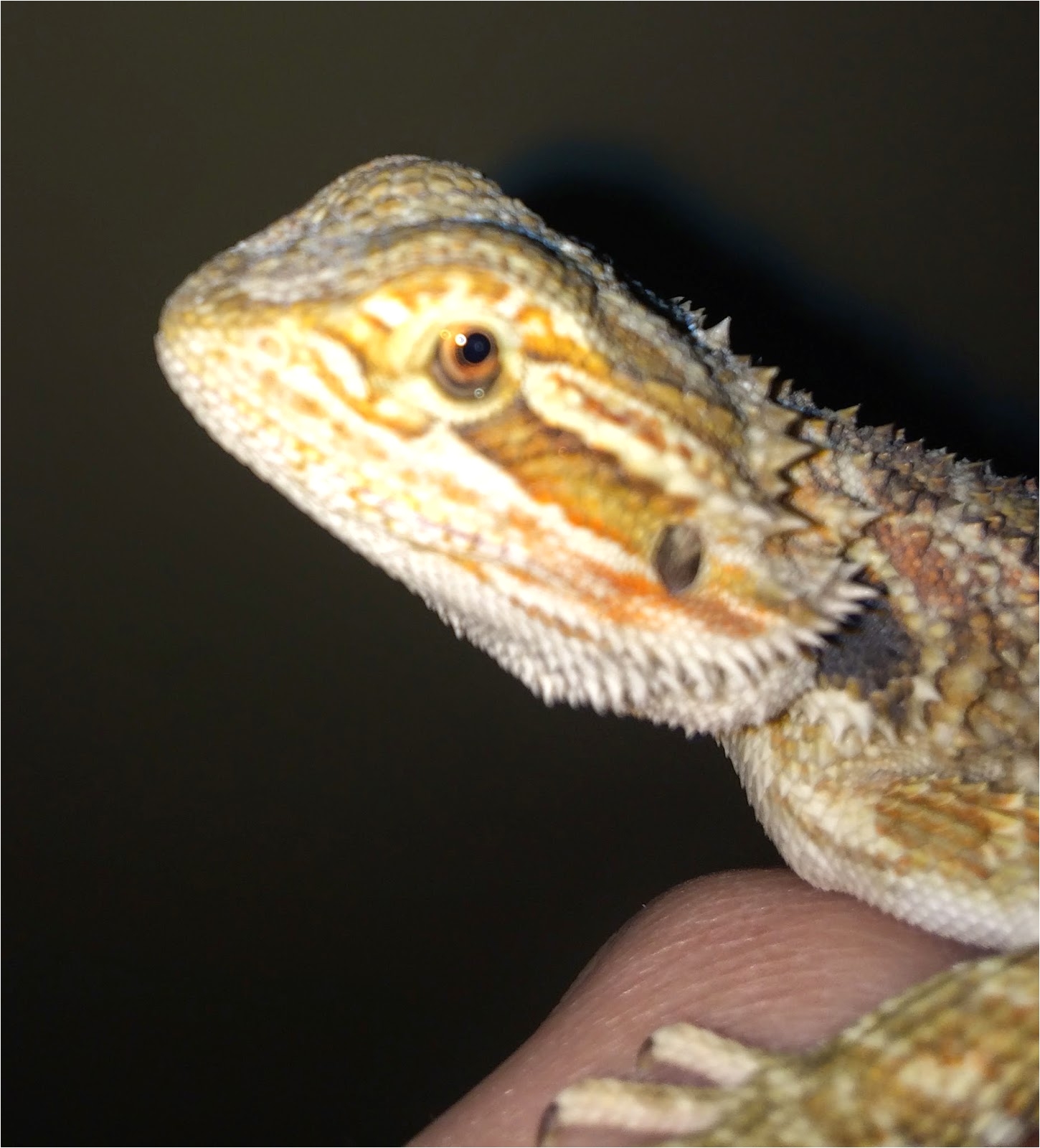 warning signs of an unhealthy bearded dragon