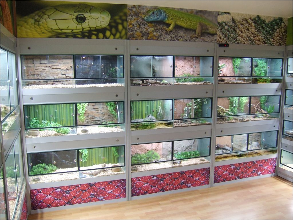 reptile room google search