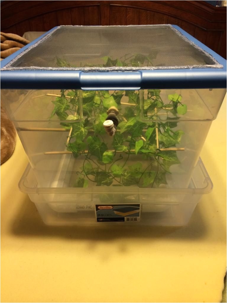 baby bin set up for chameleons