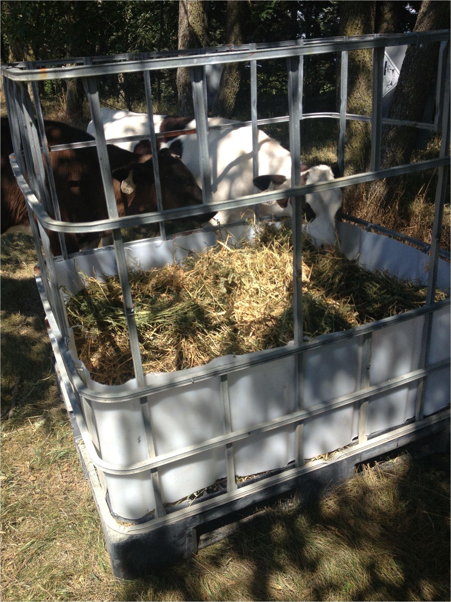 ibc tote turned to diy hay feeder for calves great for goats or sheep too homestead diy