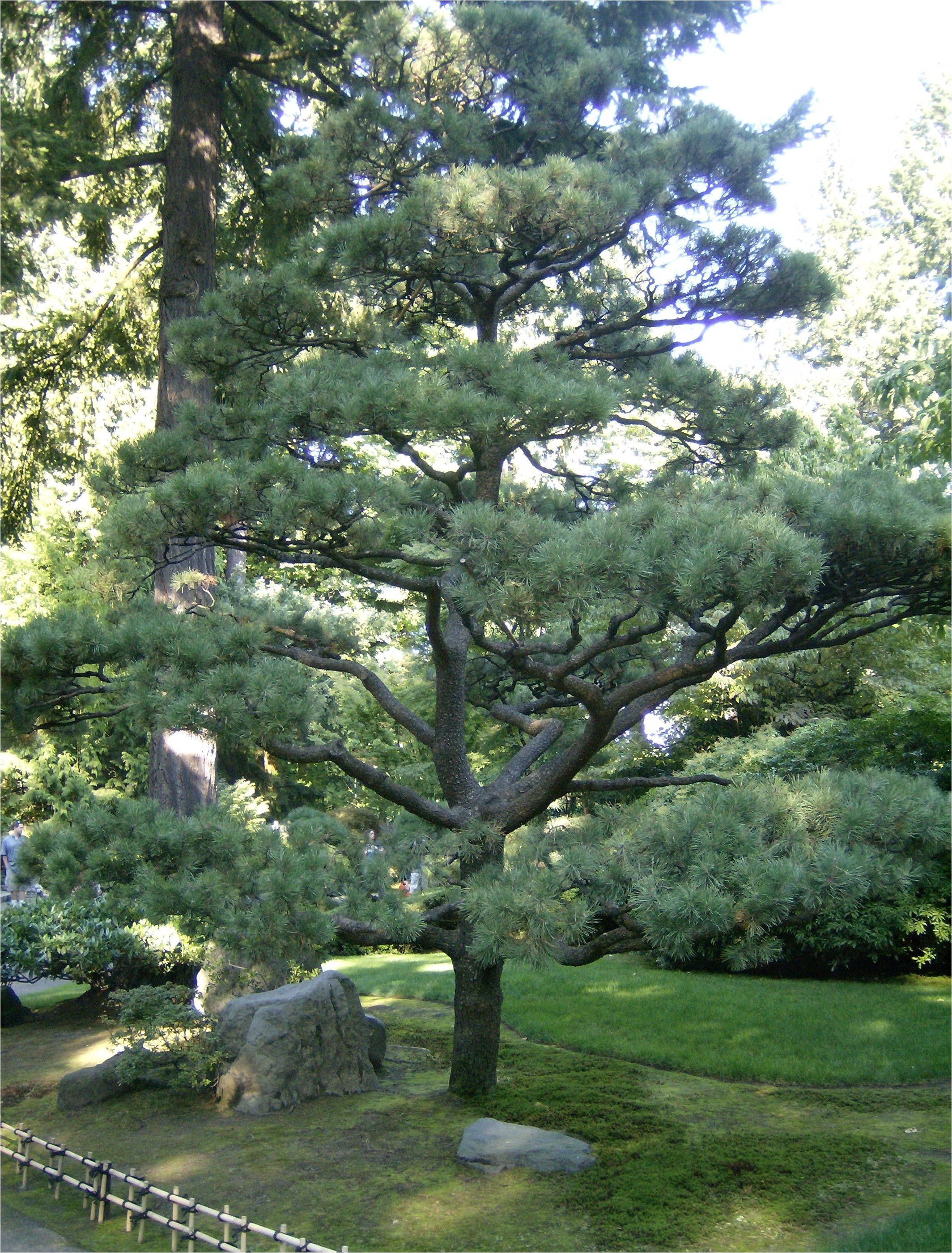 Trimming Decorative Pine Trees Pine Trees for Your Garden Pine Tree Landscaping Peculiarities