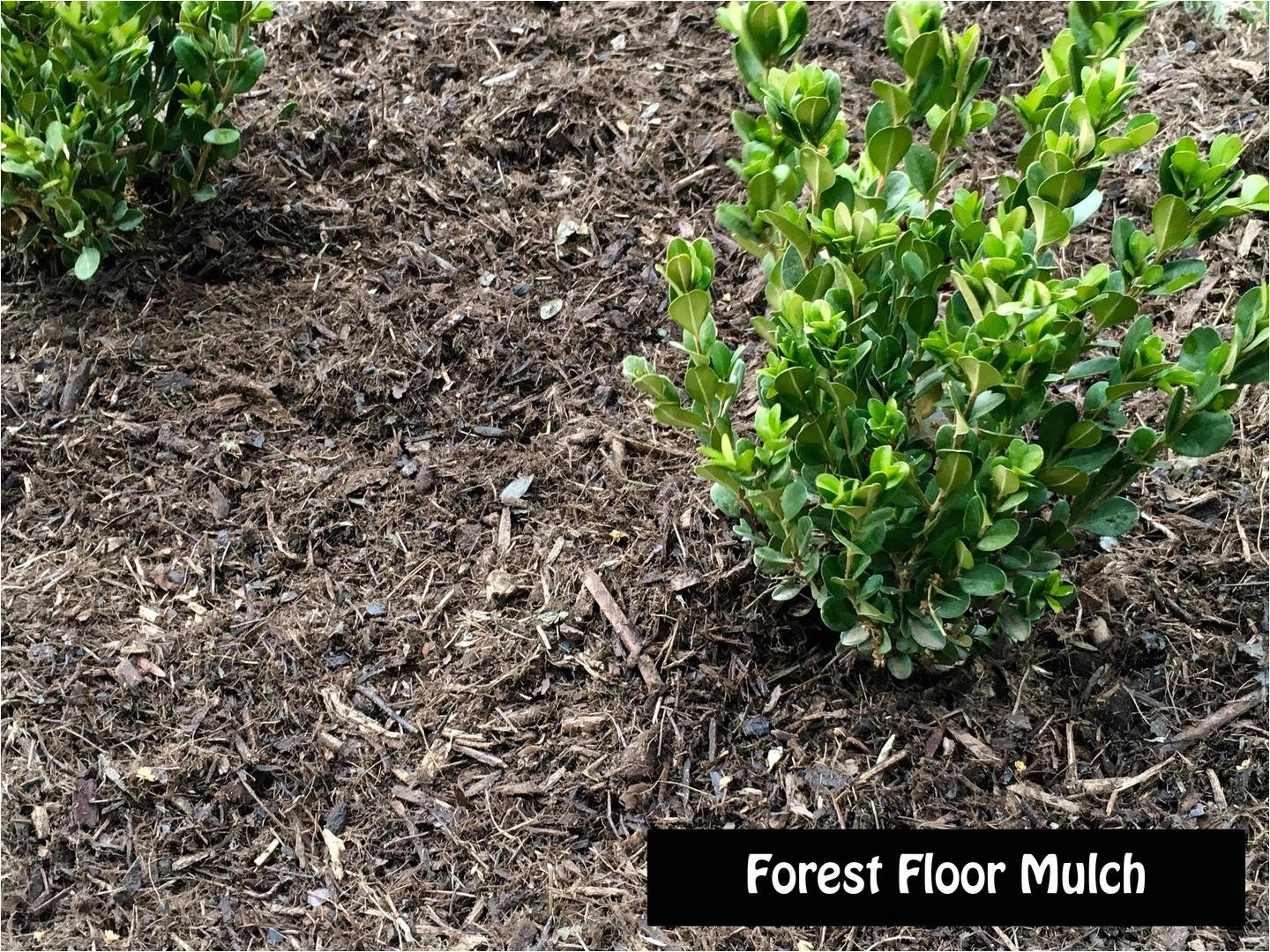 Aguinaga forest Floor Mulch Ground Covers Mulch