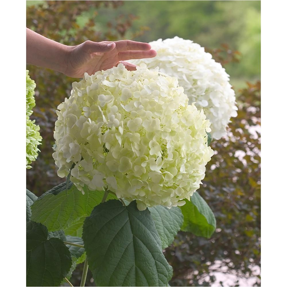 4 5 in qt incrediball smooth hydrangea live shrub green to white flowers