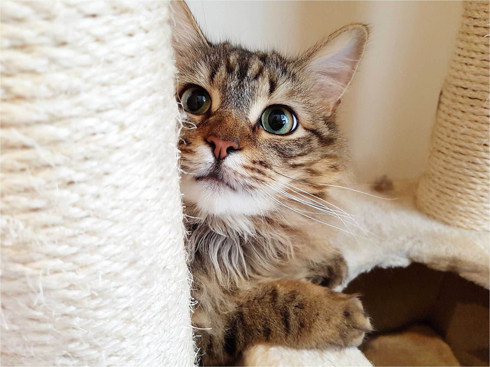 a fluffy cat behind the scratching post 674506878 5b047815ba61770036c4e1fc